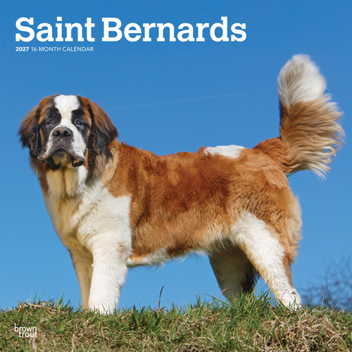 2027 16-Month Calendar Saint Bernards Square Wall, Browntrout BT12632