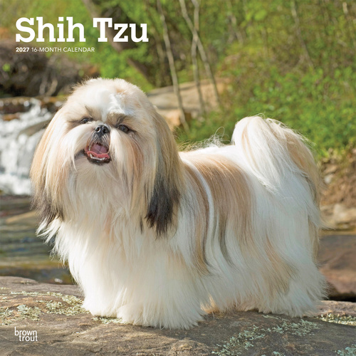2027 16-Month Calendar Shih Tzu Square Wall, Browntrout BT12670