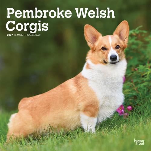 2027 16-Month Calendar Pembroke Welsh Corgis Square Wall, Browntrout BT12717