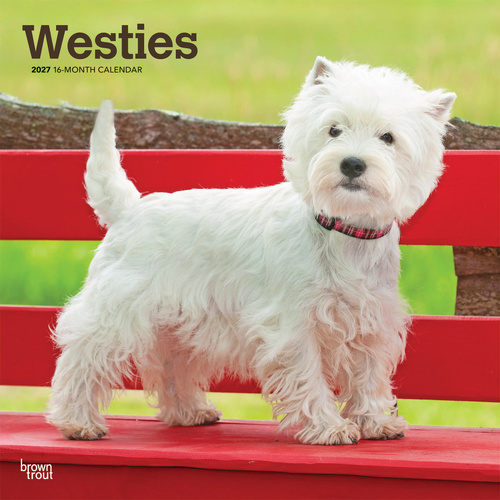 2027 16-Month Calendar West Highland White Terriers Square Wall, Browntrout BT12724