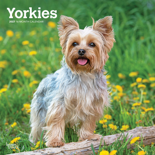 2027 16-Month Calendar Yorkshire Terriers Square Wall, Browntrout BT12731