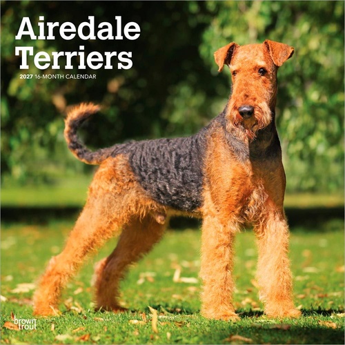 2027 16-Month Calendar Airedale Terriers Square Wall, Browntrout BT14049