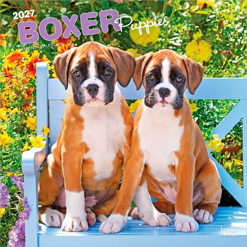2027 16-Month Calendar Boxer Puppies Square Wall, Browntrout BT14117