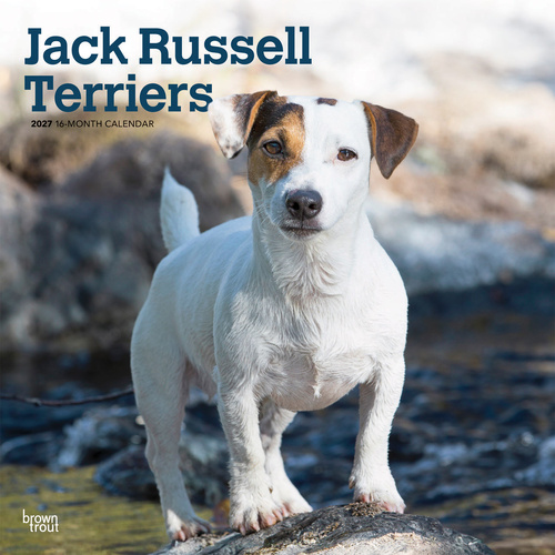 2027 16-Month Calendar Jack Russell Terriers Square Wall, Browntrout BT14285