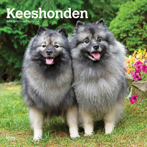 2027 16-Month Calendar Keeshonden Square Wall, Browntrout BT14308