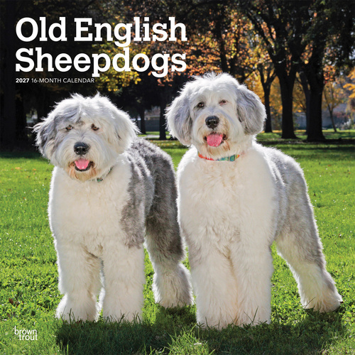 2027 16-Month Calendar Old English Sheepdogs Square Wall, Browntrout BT14421