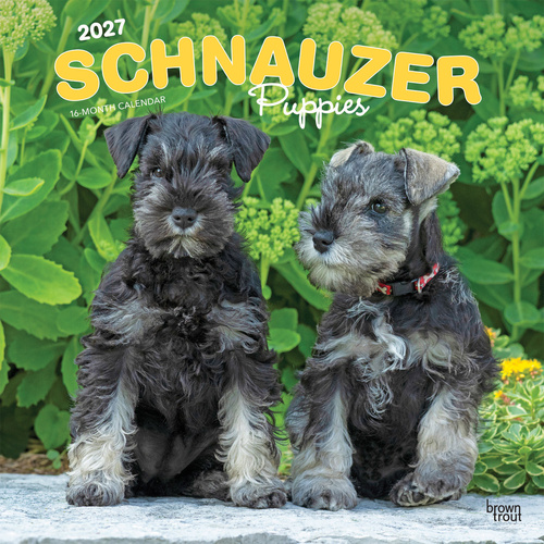 2027 16-Month Calendar Schnauzer Puppies Square Wall, Browntrout BT14490