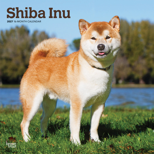2027 16-Month Calendar Shiba Inu Square Wall, Browntrout BT14506