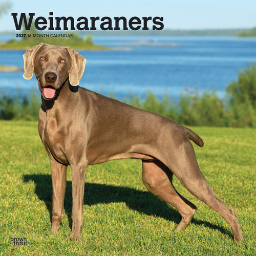 2027 16-Month Calendar Weimaraners Square Wall, Browntrout BT14605