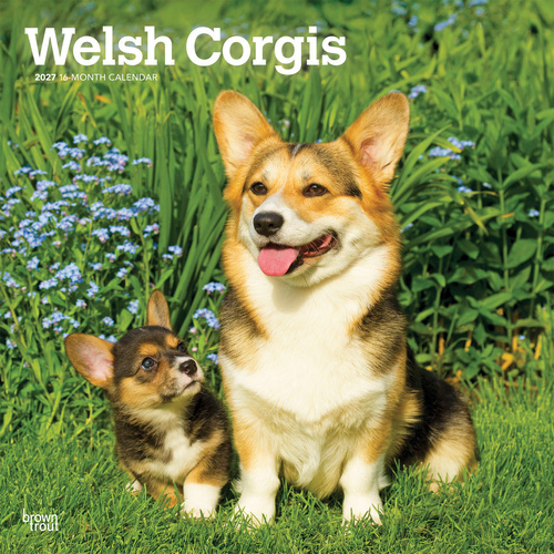 2027 16-Month Calendar Welsh Corgis Square Wall, Browntrout BT14612